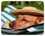 Urlaub mit Hund